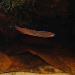 Betta tussyae Männchen