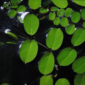 Salvinia natans