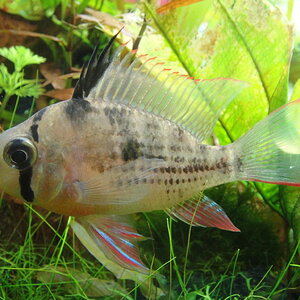 Mikrogeophagus altispinosus