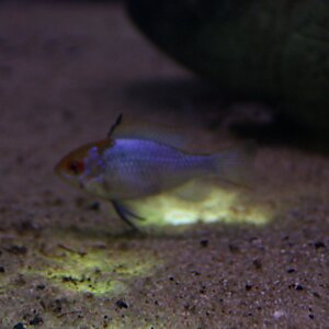 Mikrogeophagus ramirezi “Electric Blue” 01.jpg