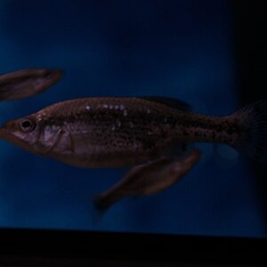 ameca splendens 02