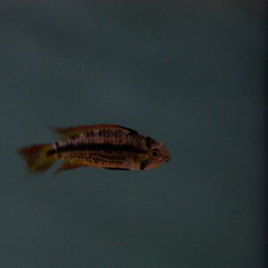 apistogramma cacatuoides double red 02