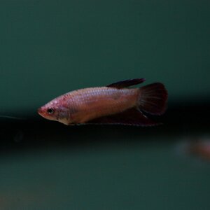 betta splendens 01