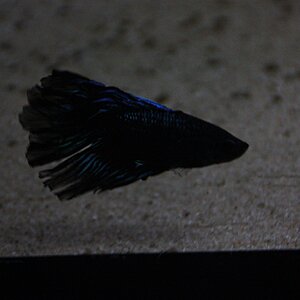 betta splendens 04