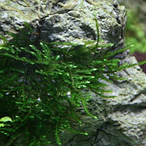 Taxiphyllum alternans Taiwan Moss 03