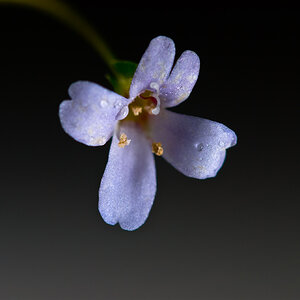 Bacopa australis 002