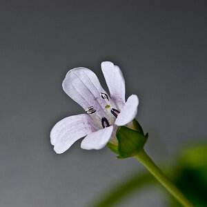 Bacopa monnieri 002