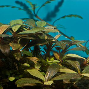 Bucephalandra motleyana 001