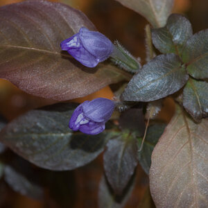 Hygrophila corymbosa compact 001