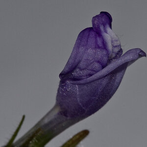 Hygrophila corymbosa compact 002