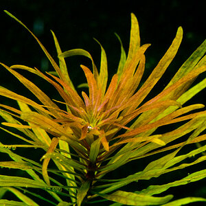 Ludwigia inclinata verticillata cuba 001