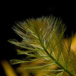 Myriophyllum aquatica 001