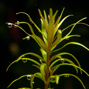 Rotala mexicana araqauia 001