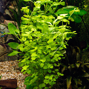 Bacopa Monnieri