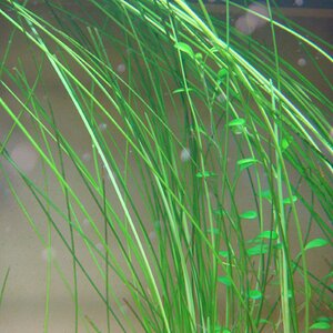 Eleocharis sp. Xingu