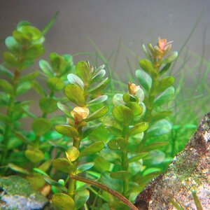 Rotala Indica