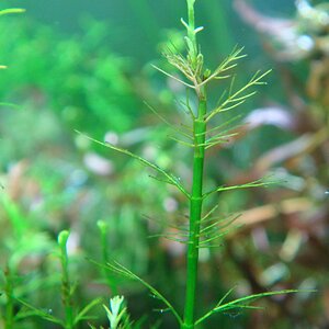 Myriophyllum mezianum