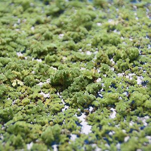 Azolla filiculoides 02