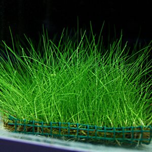 eleocharis acicularis 03