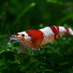 caridina cf cantonensis red bee