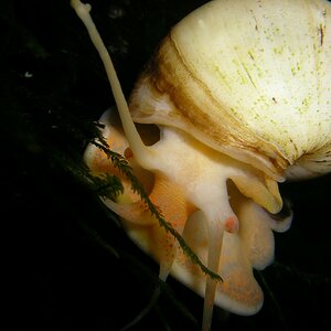 Apfelschnecke (1)