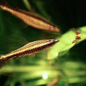 Nannostomus eques (10)