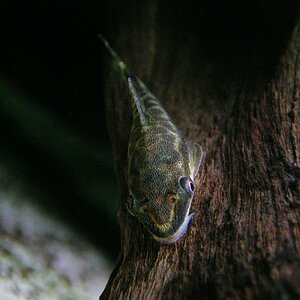 Otocinclus macrospilus (2)