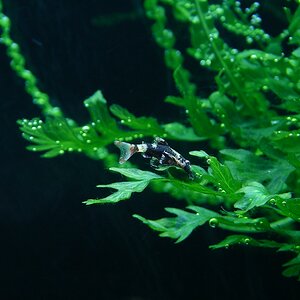 Parotocinclus sp. Peru (17)