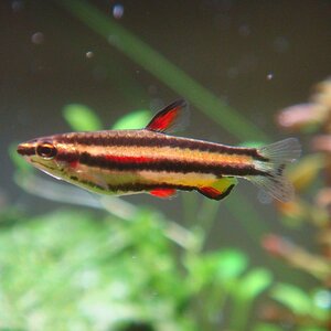 Nannostomus marginatus