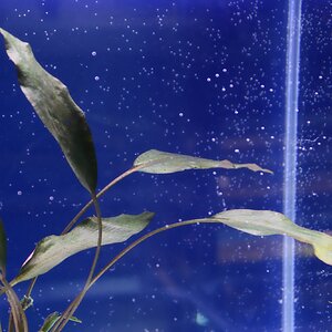 cryptocoryne cordata var blassii 01