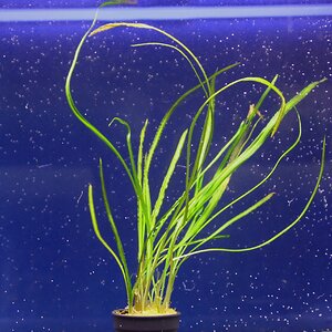 cryptocoryne retrospiralis 02