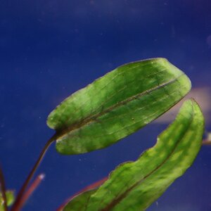 cryptocoryne wendtii tropica 03