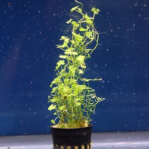 hydrocotyle tripatita 01