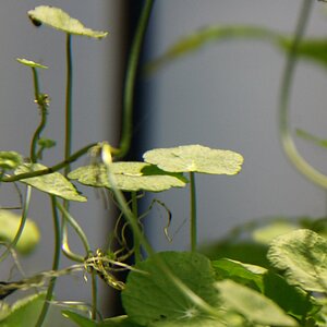 Hydrocotyle verticillata 01