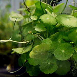 Hydrocotyle verticillata 02