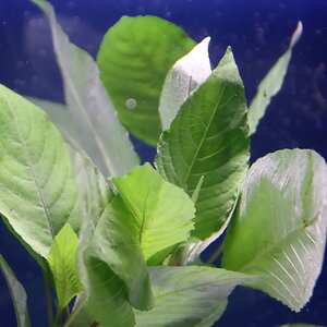 hygrophila glabra 01