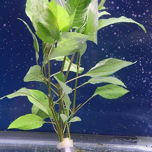 hygrophila glabra 02