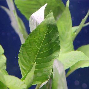 hygrophila glabra 04