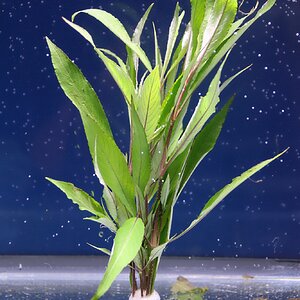 hygrophila salicifolia 02