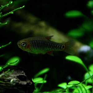 danio erythromicron 04