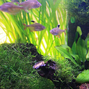 Altes Aquarium, neue Kamera