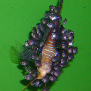 Sturisoma aureum