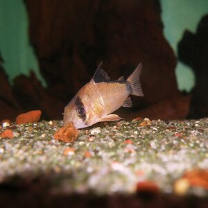 Corydoras metae