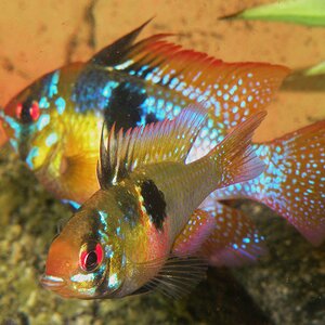 Mikrogeophagus ramirezi