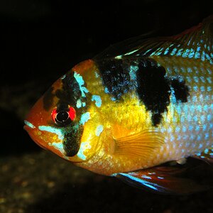 Mikrogeophagus ramirezi