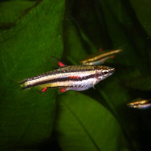 Nannostomus marginatus