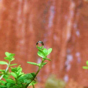 Hemianthus callitrichoides 'cuba'