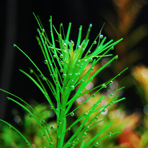 Rotala sp. Nanjenshan