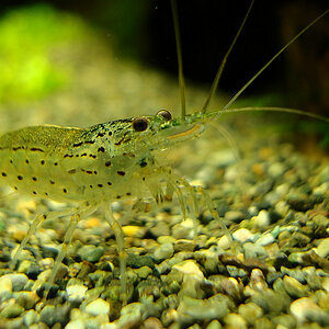 Caridina multidentata 1