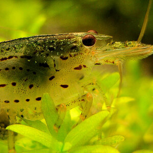 Caridina multidentata 2